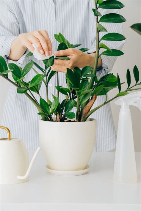 盆栽風水|風水植物｜不只富貴竹！7款招財/招桃花植物推介+不 